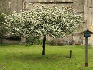 Glastonbury Holy Thorn in St John's Church Yard