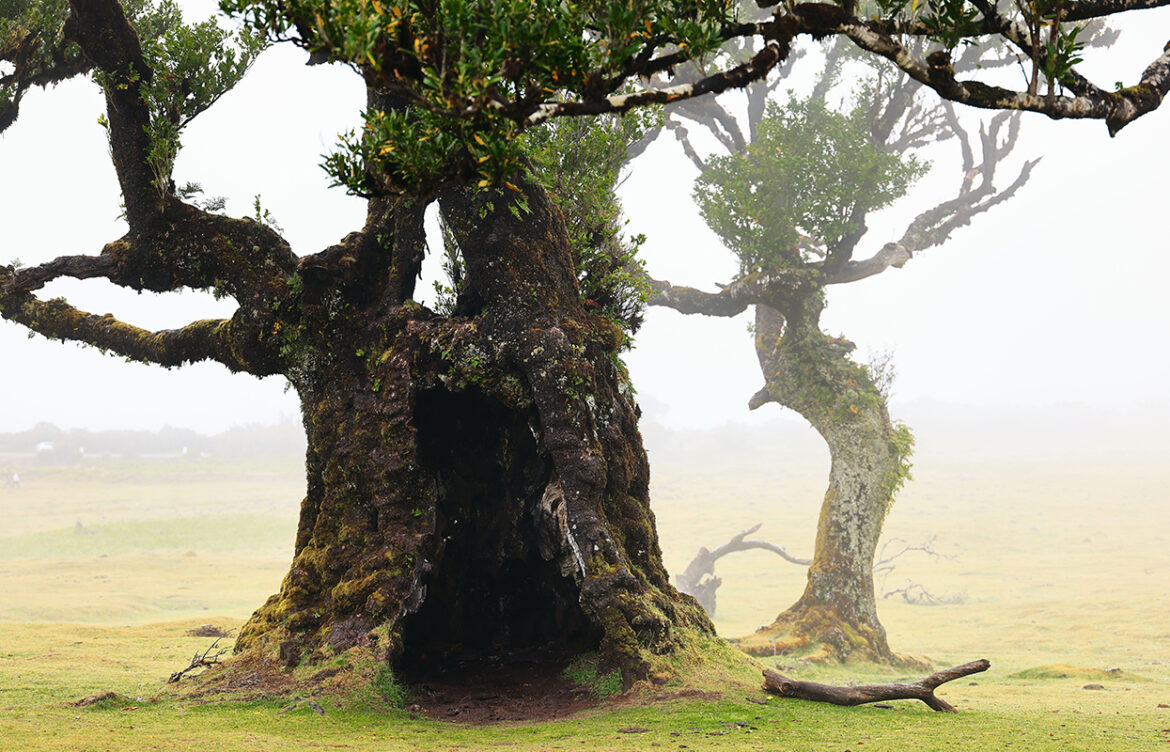 Gog and Magog